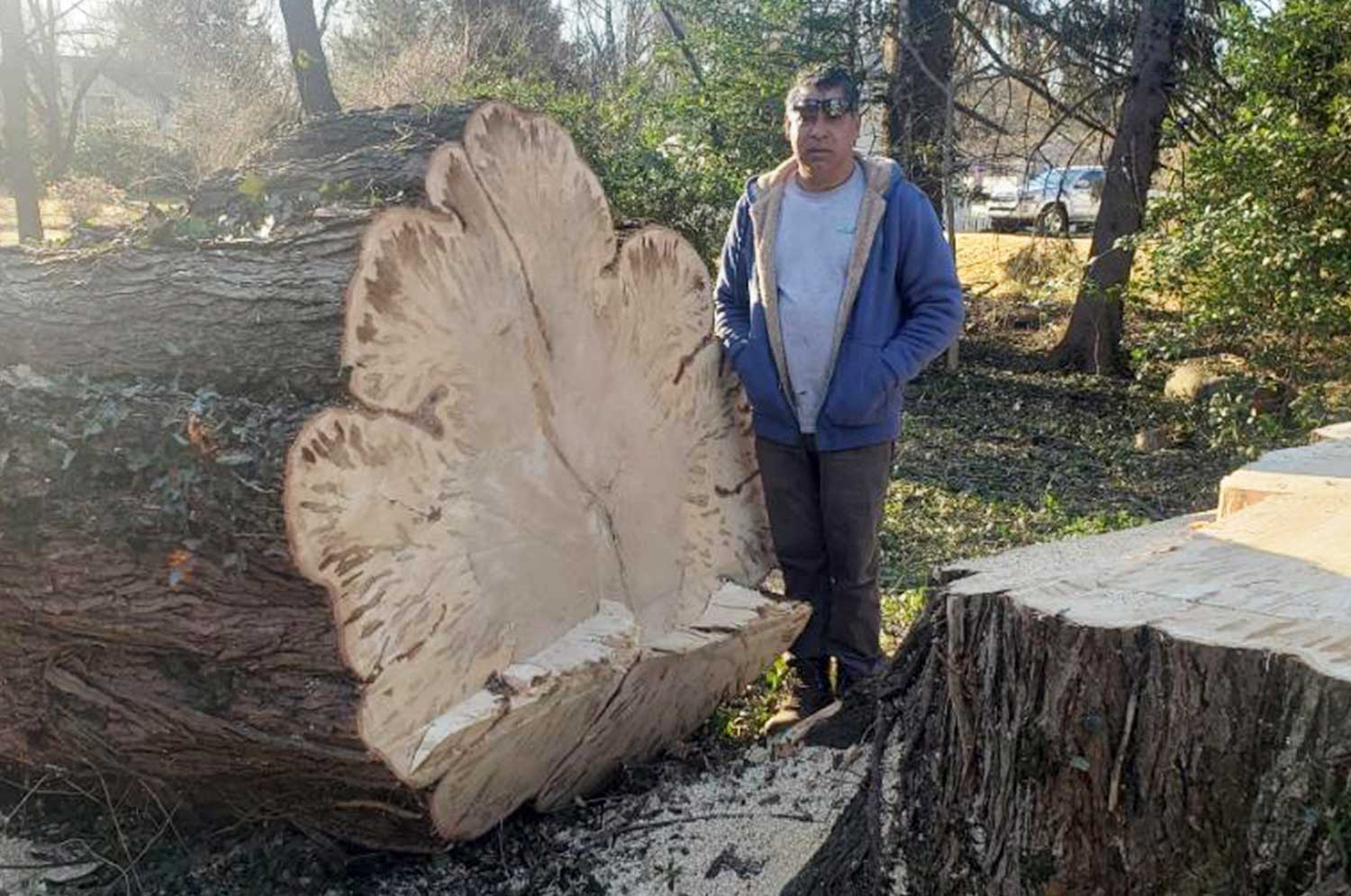 old tree stump removal