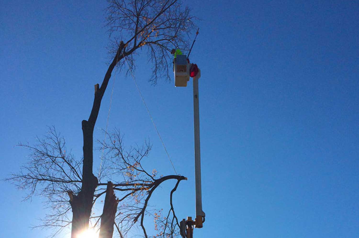 Tall Tree Pruning